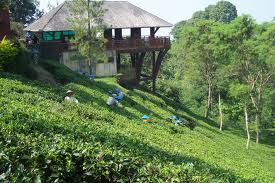 wisata kebun teh wonosari